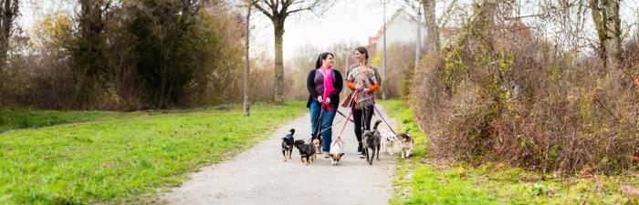 Nebenberuflich ins Tierbusiness einsteigen: Dein Weg zum Erfolg