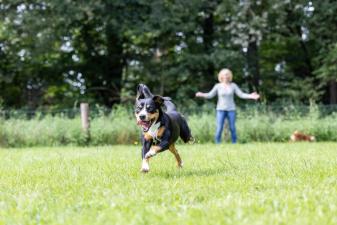 Resilienz für Hundemenschen – Ratgeber