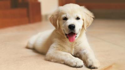 Dein erster Hund: Diese 9 Dinge solltest du vorher wissen