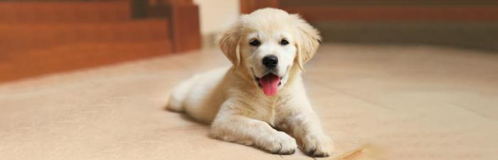 Dein erster Hund: Diese 9 Dinge solltest du vorher wissen