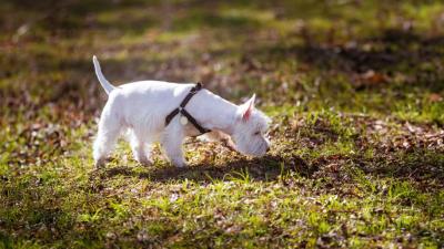 Darum ist das Schnüffeln für Hunde wie Social Media