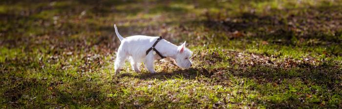 Darum ist das Schnüffeln für Hunde wie Social Media