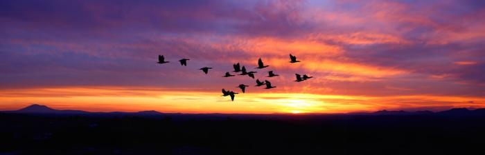 Zugvögel im Klimastress: So passen die Tiere sich an die wärmere Welt an