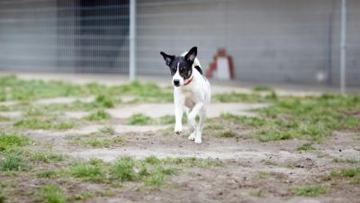 Hoffnung für traumatisierte Tiere: So läuft die Vermittlung im Tierheim Berlin