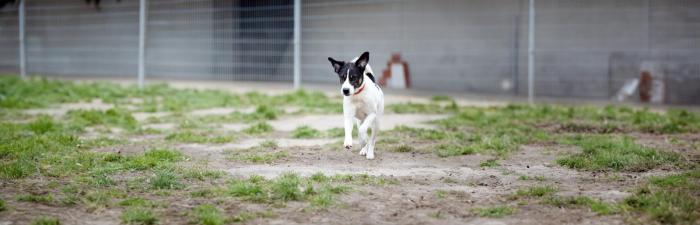 Hoffnung für traumatisierte Tiere: So läuft die Vermittlung im Tierheim Berlin