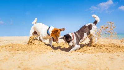 Checkliste für den Urlaub mit Hund: Das musst du beachten