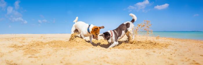 Checkliste für den Urlaub mit Hund: Das musst du beachten