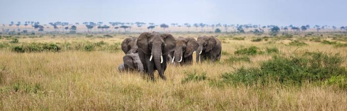 Weißt du das? – 11 überraschende Zahlen & Fakten über Elefanten