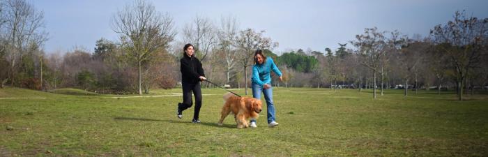 Start in den Traumjob: Wie werde ich eigentlich Hundetrainer?