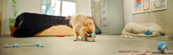 Betreuung, Training und Emotionen: Der Alltag in einer Hundepension
