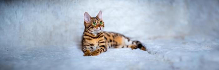 Die 10 beliebtesten Katzenrassen: Welche passt am besten zu dir?