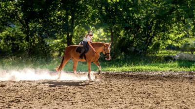 Arbeiten mit Tieren: Was kann ich werden, wenn ich Pferde liebe?