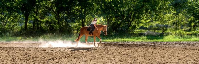 Arbeiten mit Tieren: Was kann ich werden, wenn ich Pferde liebe?