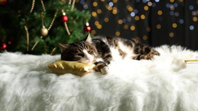 Die 7 besten Weihnachtsgeschenke für Tierfreunde und Tierbesitzer