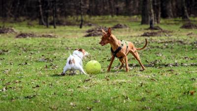 Tipps einer Tiertrainerin: So beugst du Hund-Hund-Aggressionen vor