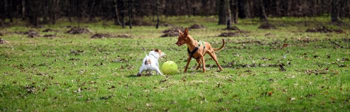 Tipps einer Tiertrainerin: So beugst du Hund-Hund-Aggressionen vor