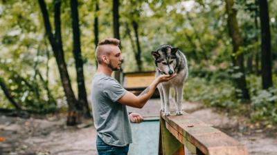 Positives Tiertraining: Was ist das eigentlich genau?