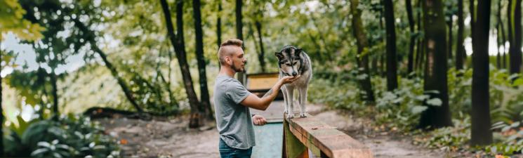 Positives Tiertraining: Was ist das eigentlich genau?