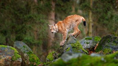 Zum Weltkatzentag: So gefährdet sind Deutschlands Wildkatzen