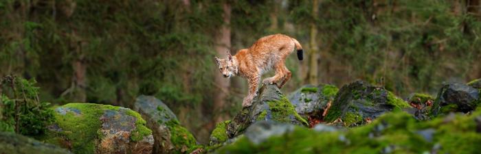 Zum Weltkatzentag: So gefährdet sind Deutschlands Wildkatzen