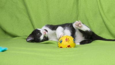 Noch mehr Spaß: Die 7 pfiffigsten Spielzeuge für deine Katze