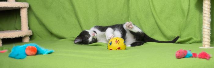 Noch mehr Spaß: Die 7 pfiffigsten Spielzeuge für deine Katze