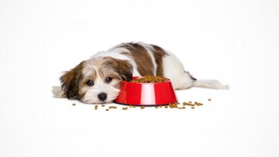 Warum frisst mein Hund nicht? – Die 4 häufigsten Gründe für Appetitlosigkeit