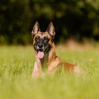 Leo der Löwe vom schnellen Fahnder