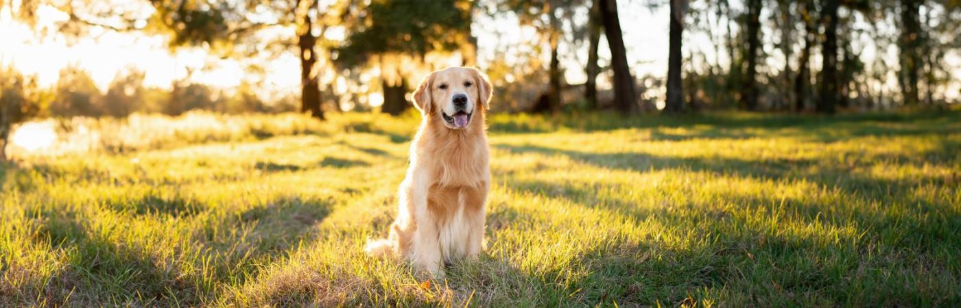 Hunde und Hitze: Diese 7 Dinge solltest du im Sommer beachten