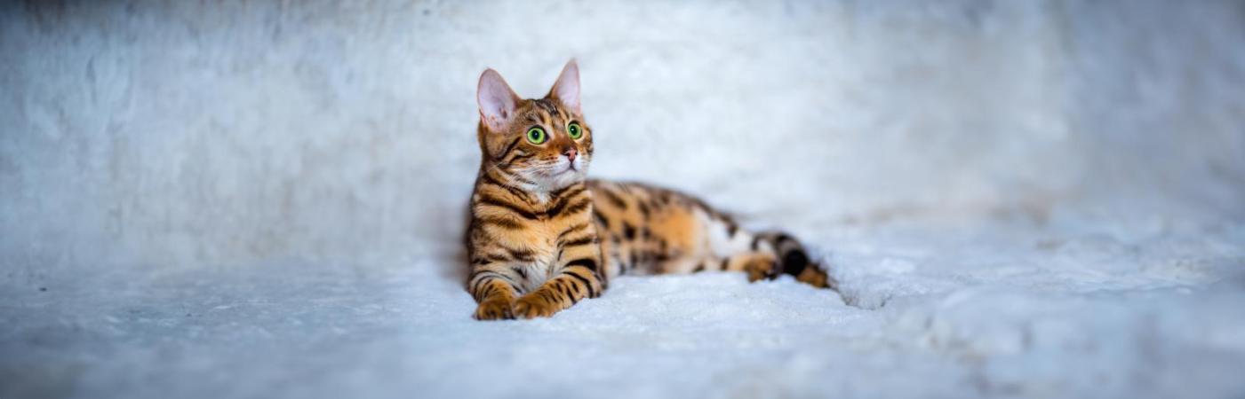 Die 10 beliebtesten Katzenrassen: Welche passt am besten zu dir?