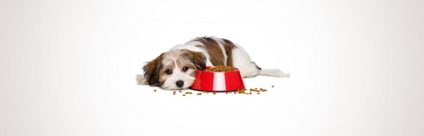 Warum frisst mein Hund nicht? – Die 4 häufigsten Gründe für Appetitlosigkeit