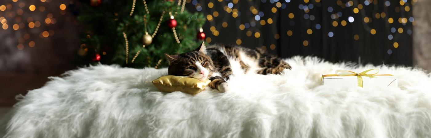 Die 7 besten Weihnachtsgeschenke für Tierfreunde und Tierbesitzer
