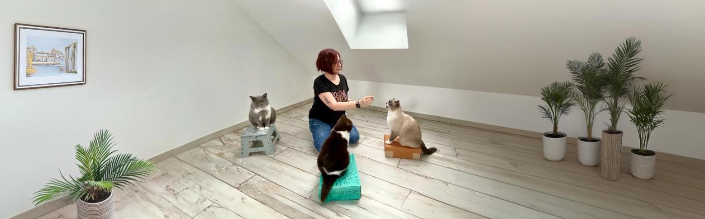 Katzen trainieren? Ja, das geht! Simone Marquard über Mythen und Methoden