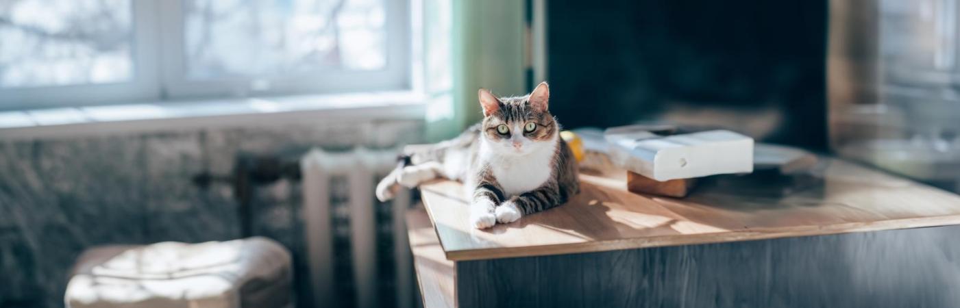 9 Dinge, mit denen du deine Katze begeistern kannst