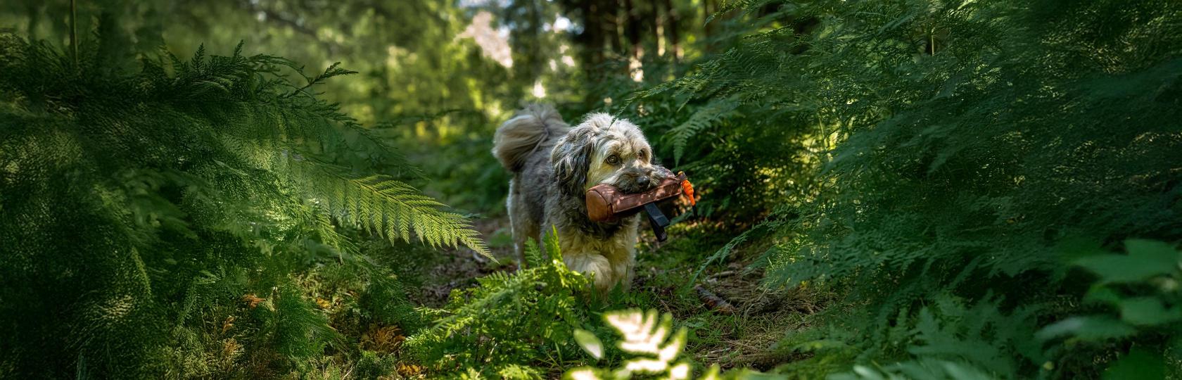 Tierprodukte mit Pfiff: So behauptet sich TrendPet aus Steinfurt gegen die Großen