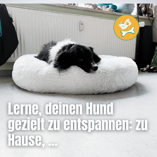 Entspannungstechniken für Schulhunde und Familienhunde Onlineveranstaltung