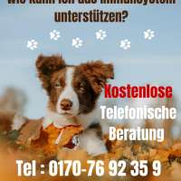 Wie kann ich das Immunsystem untersützen bei Hund