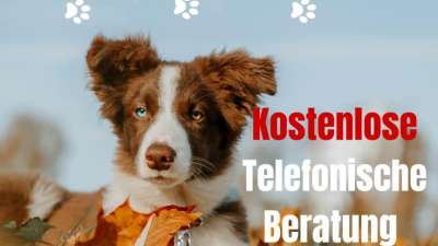 Wie kann ich das Immunsystem untersützen bei Hund