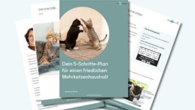Für 0€ : Der 5-Schritte-Plan zu einem friedlichen Mehrkatzenhaushalt