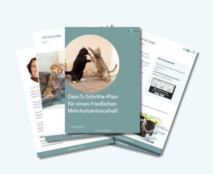 Für 0€ : Der 5-Schritte-Plan zu einem friedlichen Mehrkatzenhaushalt