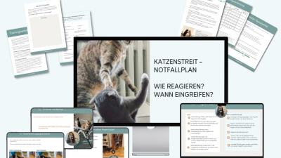 Notfallplan Katzenstreit: Wie reagieren? Wann eingreifen?