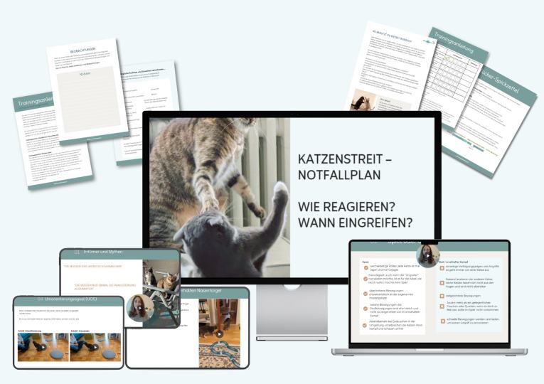 Notfallplan Katzenstreit: Wie reagieren? Wann eingreifen?