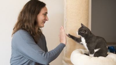 Katzenverhaltensberatung