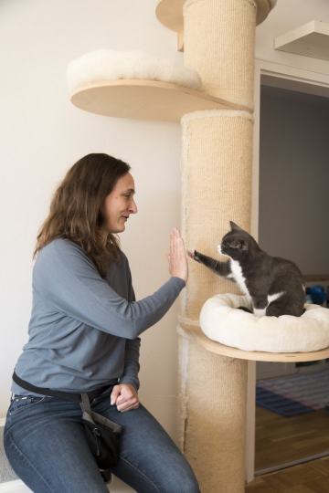 Katzenverhaltensberatung
