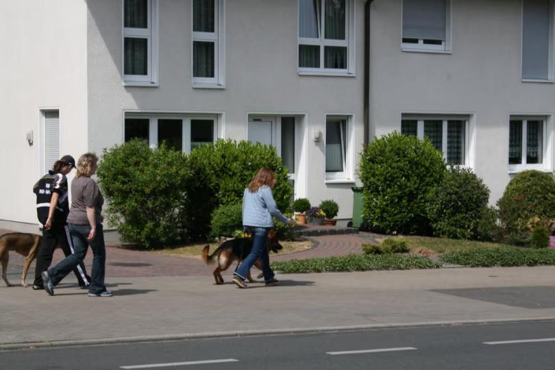 Mobiles Hundetraining / Einzeltraining