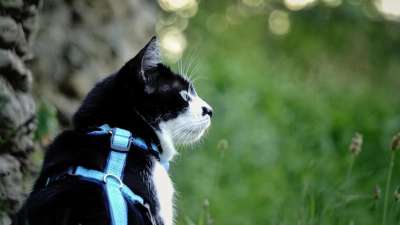 Webinar "Spazieren mit Stubentigern - Schenke Deiner Katze die Welt!"