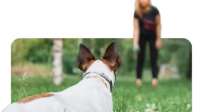 Kinderkurs mit eigenem Hund