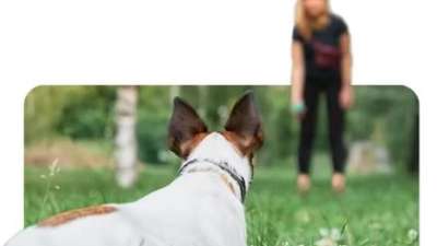 Kinderkurs mit eigenem Hund