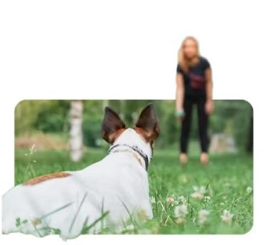 Kinderkurs mit eigenem Hund