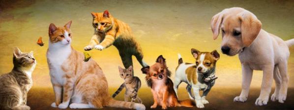 🐶 Eine tierische Geschäftsidee, für Tierfreunde, die sich nebenbei etwas Eigenes aufbauen möchten